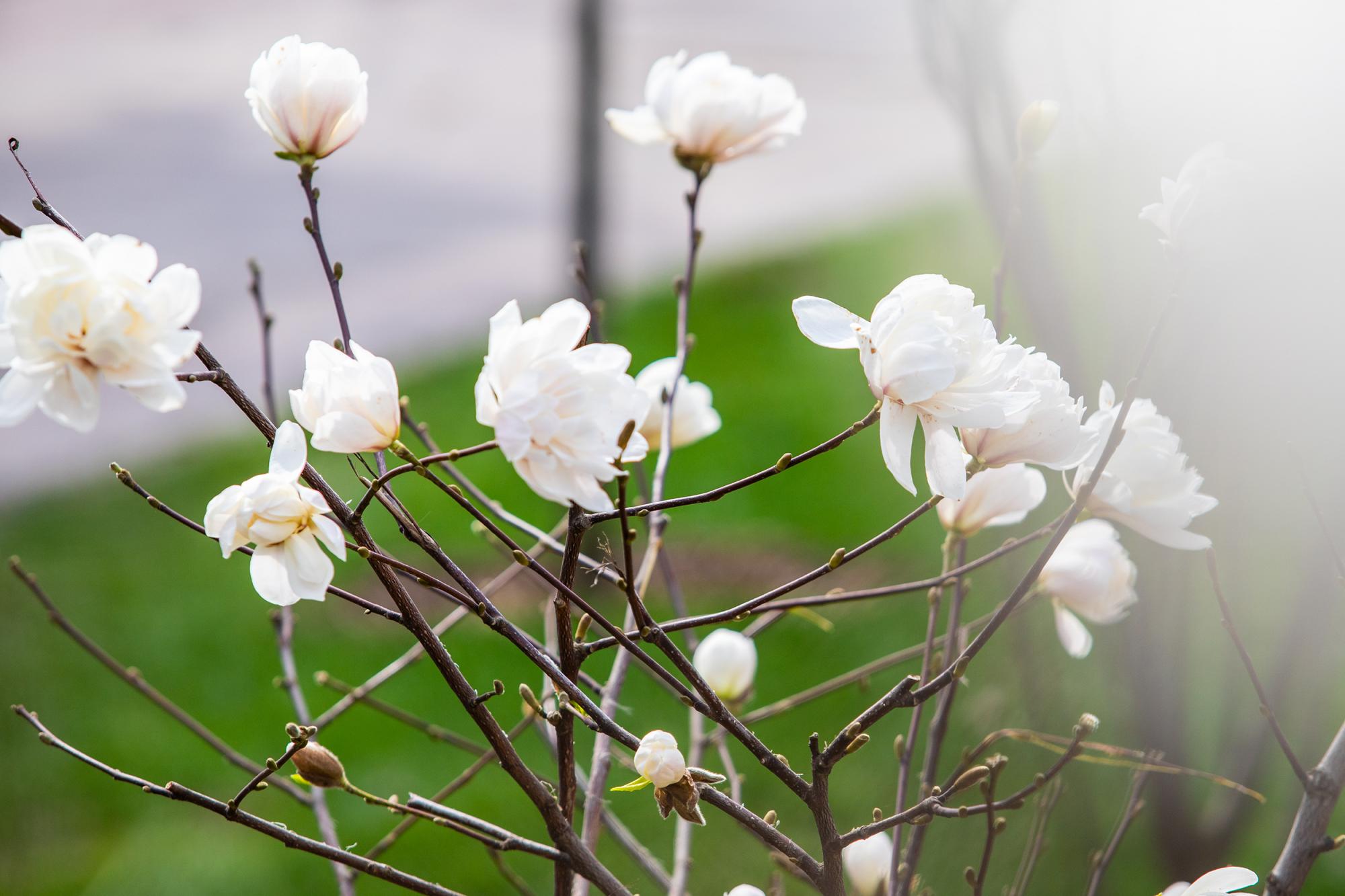 У Києві розцвіли магнолії і сакури: де побачити цю красу